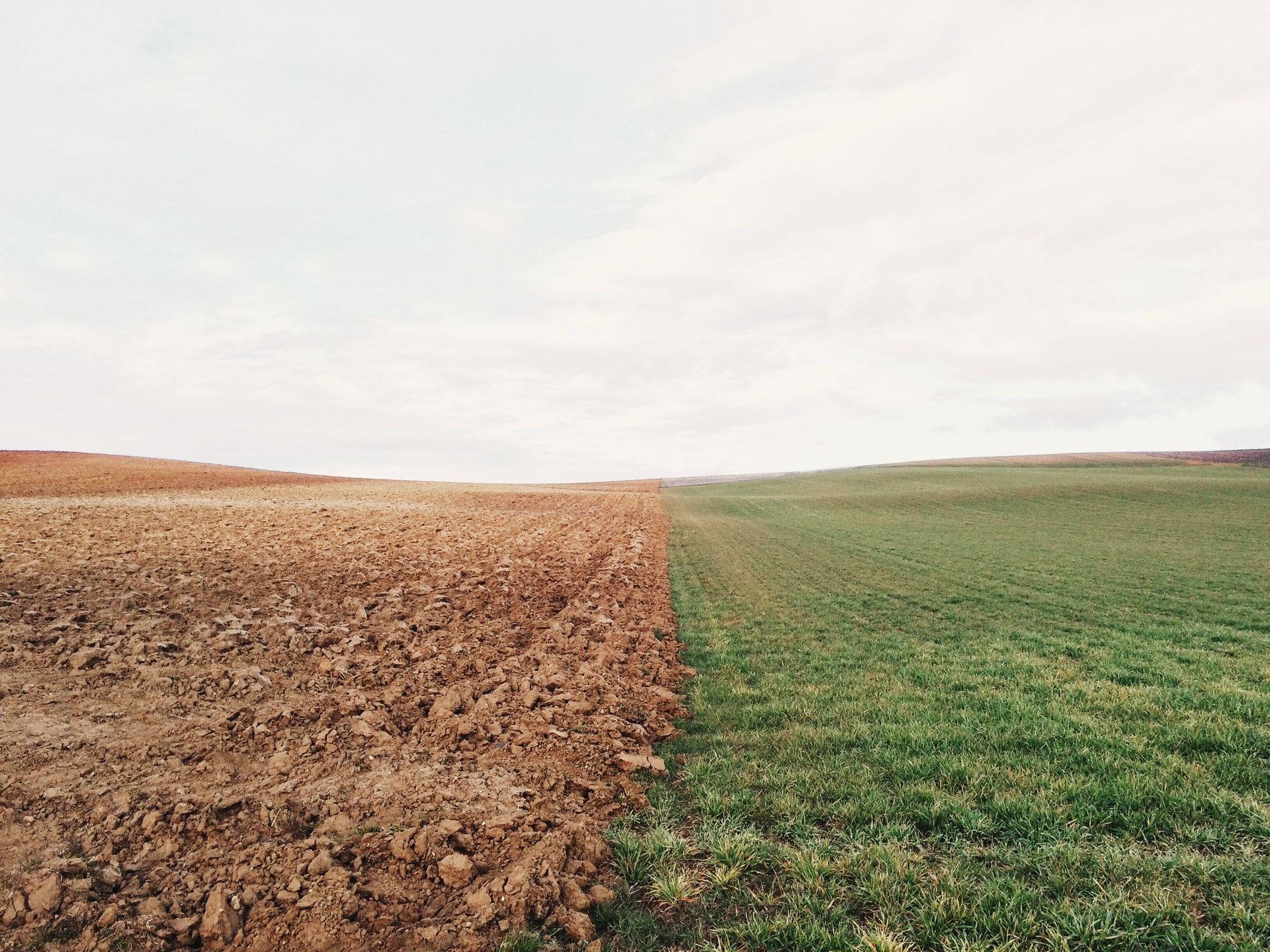 Ploughed field with colour constrast